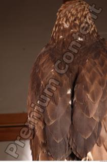 Hawk 0135